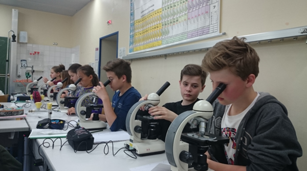 Schüler beim Mikroskopieren
